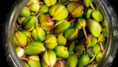 Каперсы — польза и вред для организма, состав и лечебные свойства