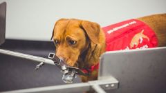 Собаки, способные учуять рак по запаху, помогут создать приложение для диагностики