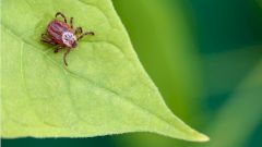 Начался сезон клещей. Укусы, прививки, и как обезопасить себя