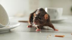 Вспышка крысиного гепатита произошла в Европе