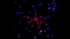 Находки Доктора