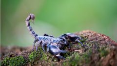 Российские учёные разрабатывают лекарство от рака на основе яда скорпиона