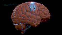 Мозг, имплант