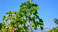 Впервые синтезировано природное вещество, эффективное против рака