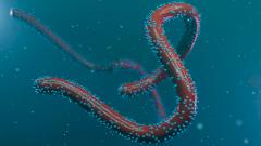 Что за вирус Марбург, и насколько он опасен?