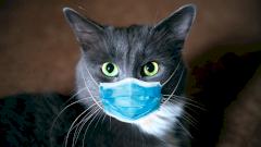 В Испании начали тестировать животных на коронавирус