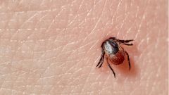 Мужчина заразился сразу тремя болезнями от одного укуса клеща