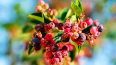 Ирга — польза и вред для организма человека, состав и лечебные свойства