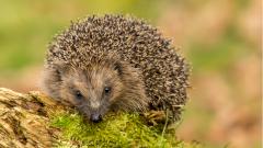 В появлении супербактерий обвинили ежей