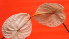 Власти Торонто назвали самого безопасного сексуального партнера на время пандемии