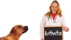 Лекарство от собачьего артрита оказалось эффективным против рака