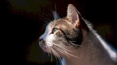 Домашние кошки помогут в лечении разных видов рака