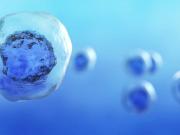 Стволовые клетки — инновационное лечение или «пустышка»?