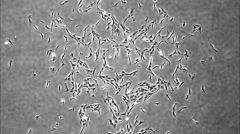 Находки Доктора