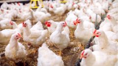 В России выявлен первый случай инфицирования человека птичьим гриппом