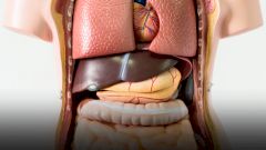 Какие могут быть заболевания печени?