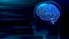 Биоинженеры впервые успешно имплантировали клетки человеческого мозга крысам