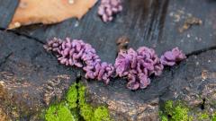 Человек впервые заразился смертельным грибком, поражающим только растения