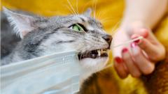 Стало известно, как передаётся коронавирус между кошками