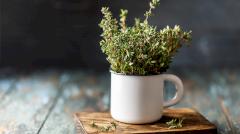 Чабрец — польза и вред для организма, состав и лечебные свойства