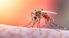 Жительница Москвы заразилась редким заболеванием после укуса комара