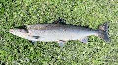 «Сперма лосося»: в сфере антивозрастного ухода за кожей появился новый тренд