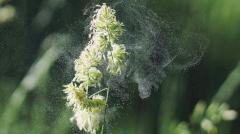 «Молекулярный щит»: создан назальный спрей против аллергии