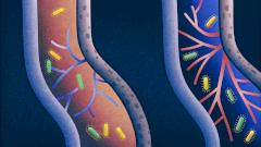 Кишечные бактерии влияют на старение кровеносных сосудов