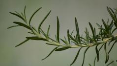 Шекспир был прав: ученые подтвердили многовековую репутацию розмарина