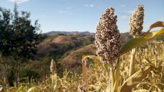 Что такое сорго, и почему этот суперфуд очень недооценен