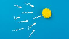 Проведена первая в мире трансплантация спермы