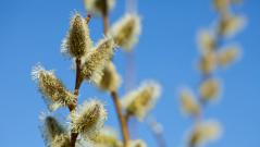 Центральную Россию накрыла пыльцевая буря: как справиться с аллергией