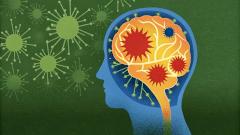 Герпес может попасть в мозг через нос, доказали на мышах