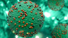 Корь может «стирать» память иммунной системы