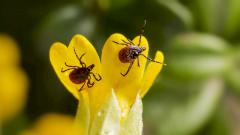 Новая угроза для дачников: что нужно знать об анаплазмозе