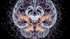 В стволе мозга найдена скрытая карта контроля боли