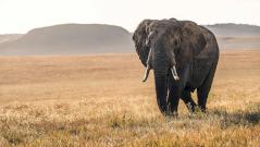 Ученые поняли, в чем секрет здорового старения слонов и китов