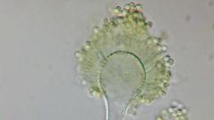 Ученые превратили токсичный грибок в противораковое лекарство