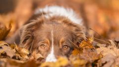 Осенняя грусть, собака на листве