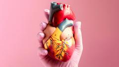 Инновационный метод лечения сердца позволяет организму выращивать новый клапан