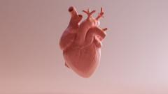 Новое сердце