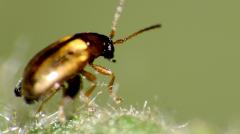 В США мужчина заразился бубонной чумой после укуса насекомого