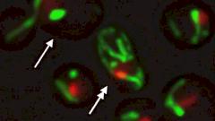 Учёные перепрограммировали процесс старения клеток