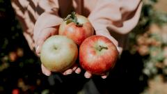 Яблоко: польза и вред для организма, витамины и полезные свойства