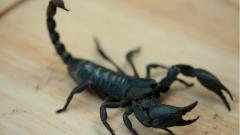 Скорпион ужалил ребенка в подмосковной деревне