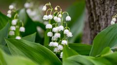 Врачи спасли жизнь годовалому ребенку после отравления ландышами