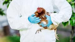 Эксперты: вспышка птичьего гриппа грозит перерасти в новую пандемию