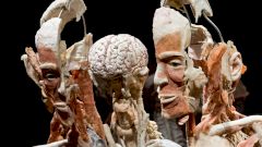 «Пластинариум» — музей законсервированных тел