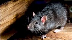 В Гонконге люди начали заражаться крысиным гепатитом