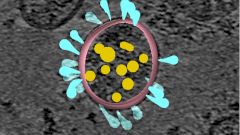 Ученые: антитела распознают и атакуют различные формы шипов SARS-CoV-2